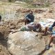 pesquisadores-encontram-fossil