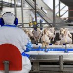 avicultura-brasileira-exportou