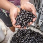 bioeconomia-poderia-criar-833-