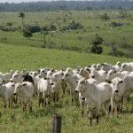brasil-perde-em-40-anos-area-n