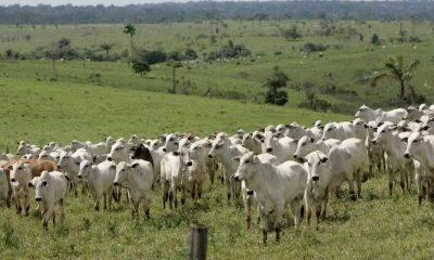 brasil-perde-em-40-anos-area-n