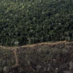 corrida-por-creditos-de-carbon