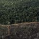 corrida-por-creditos-de-carbon