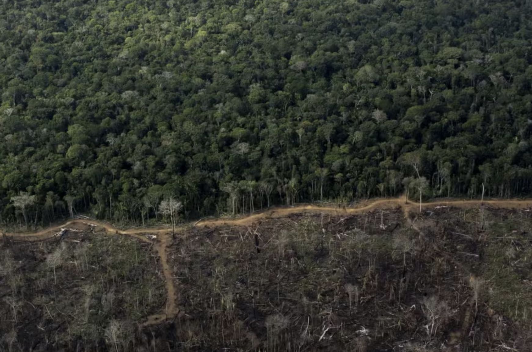 corrida-por-creditos-de-carbon