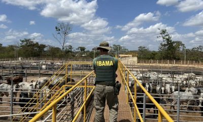 ibama-multa-seis-frigorificos-