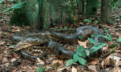 maior-do-mundo-nova-especie-de