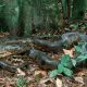 maior-do-mundo-nova-especie-de