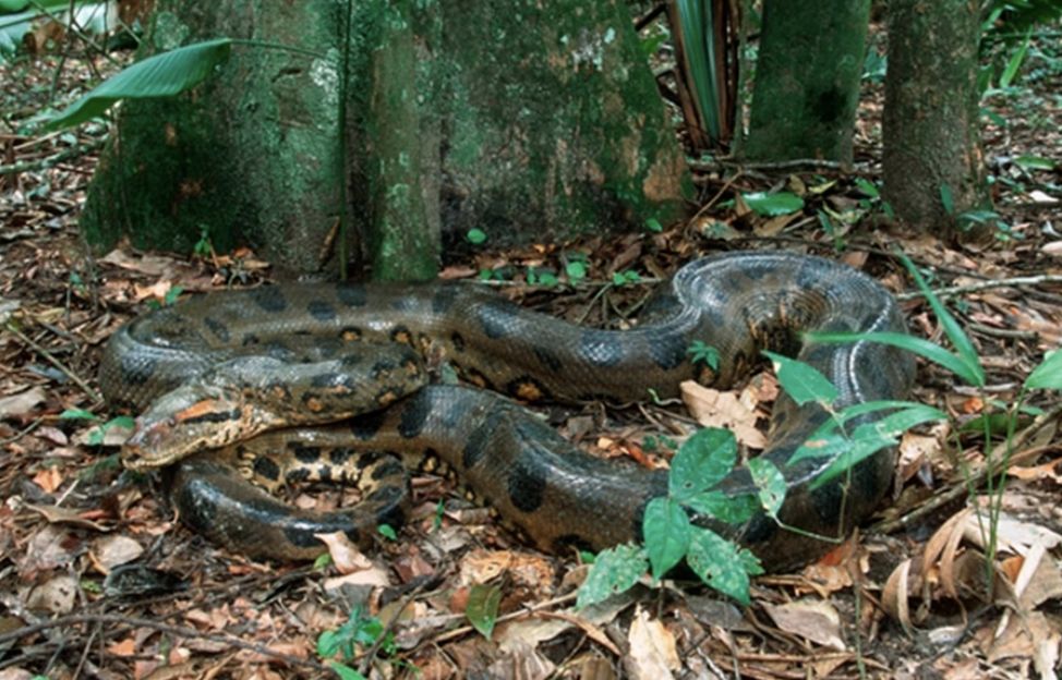 maior-do-mundo-nova-especie-de