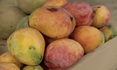 preco-da-manga-cai-mais-de-20-