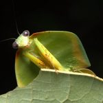amazonia-pesquisa-inedita-reve