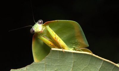 amazonia-pesquisa-inedita-reve