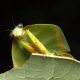 amazonia-pesquisa-inedita-reve