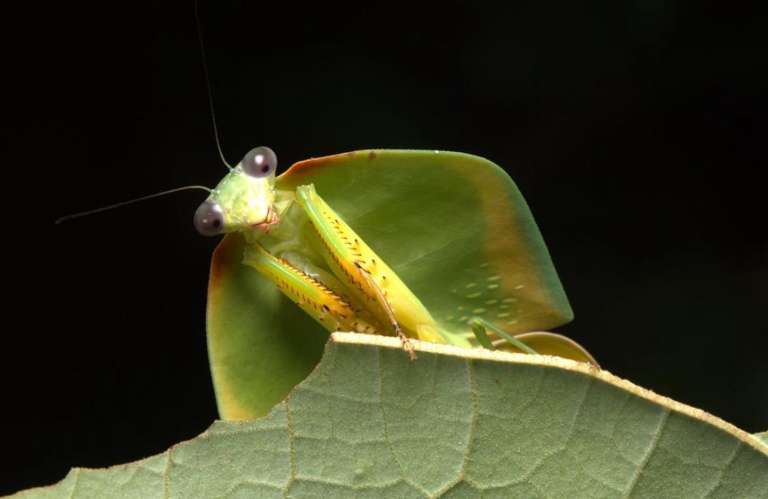 amazonia-pesquisa-inedita-reve