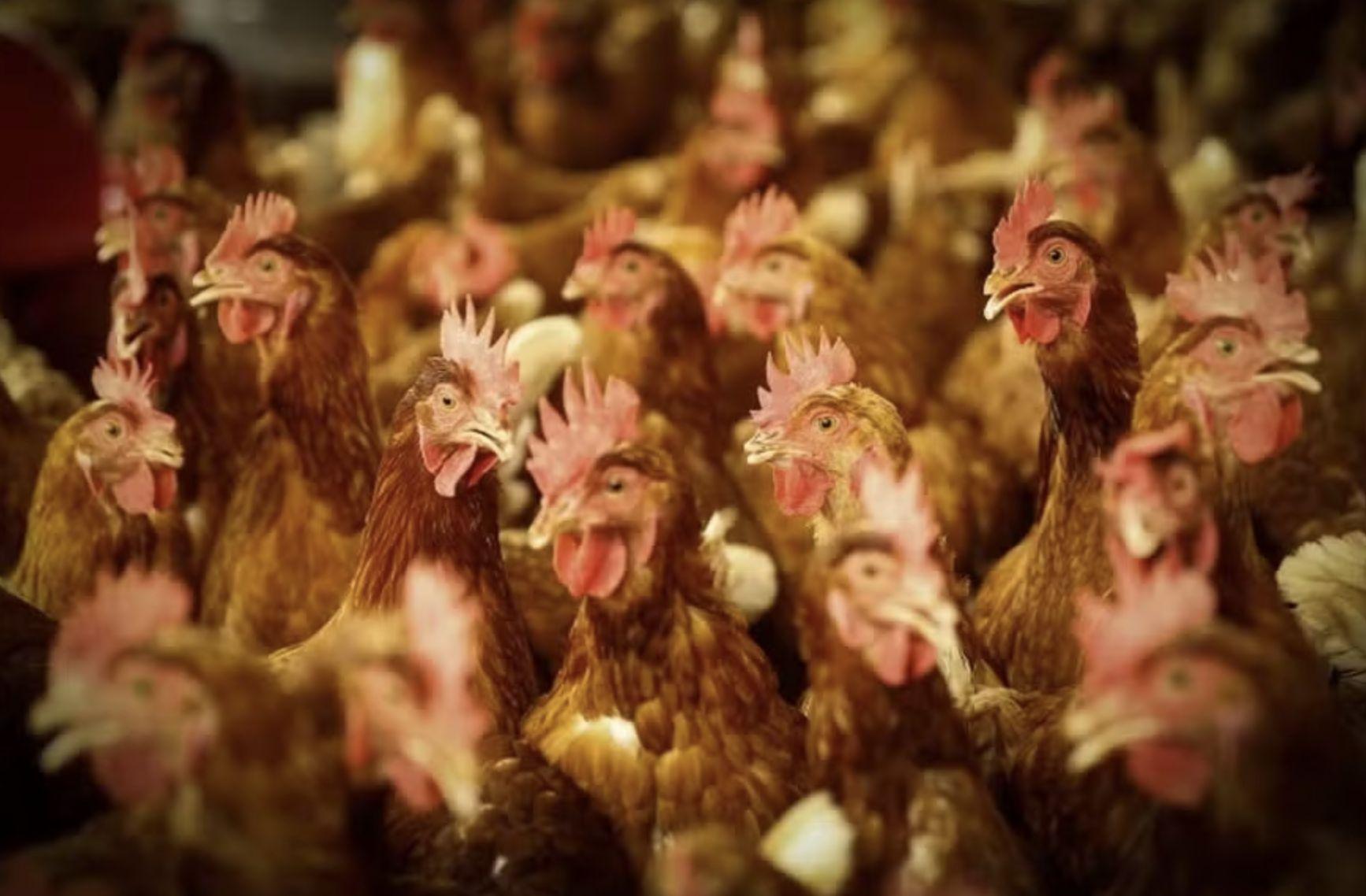 apos-gripe-aviaria-uniao-europ