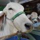 labrea-e-boca-do-acre-lideram-