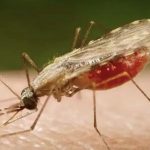 novo-mosquito-urbano-ameaca-ex