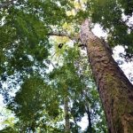 amazonia-abriga-atualmente-55-