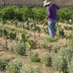 cmn-simplifica-credito-rural-a