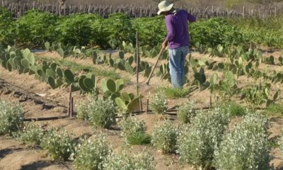 cmn-simplifica-credito-rural-a