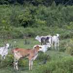 jbs-exportou-carne-de-fazendas