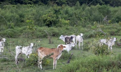jbs-exportou-carne-de-fazendas