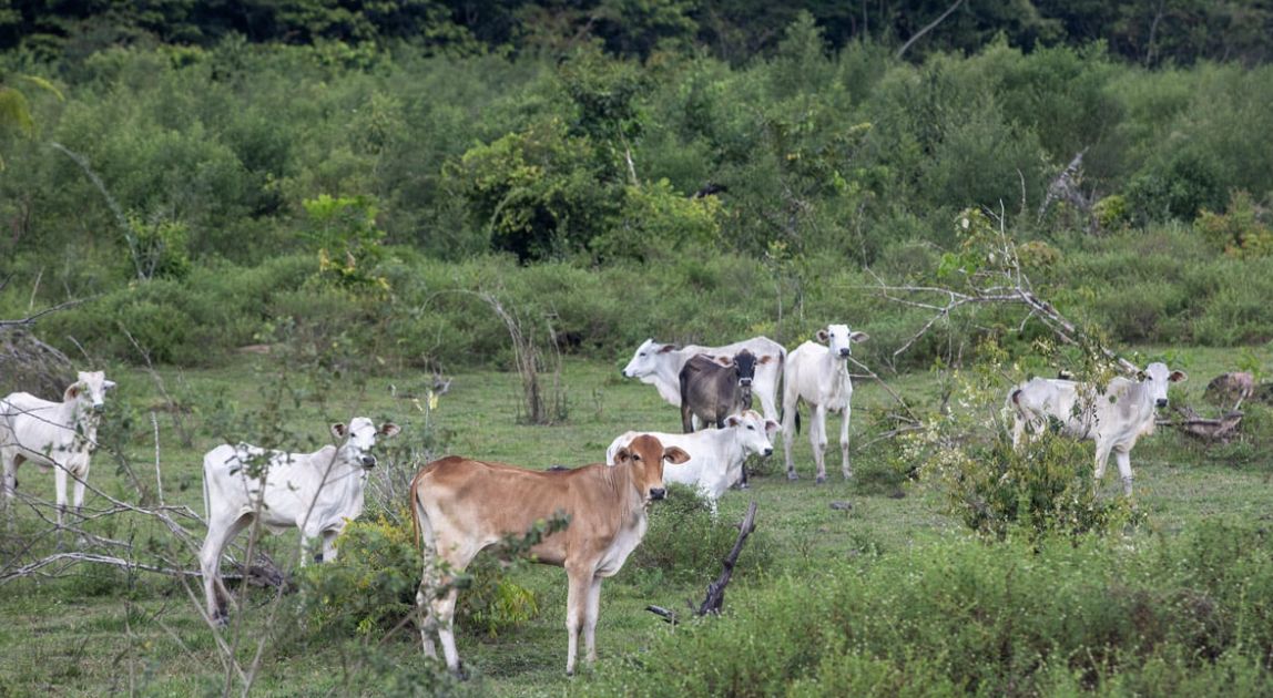 jbs-exportou-carne-de-fazendas