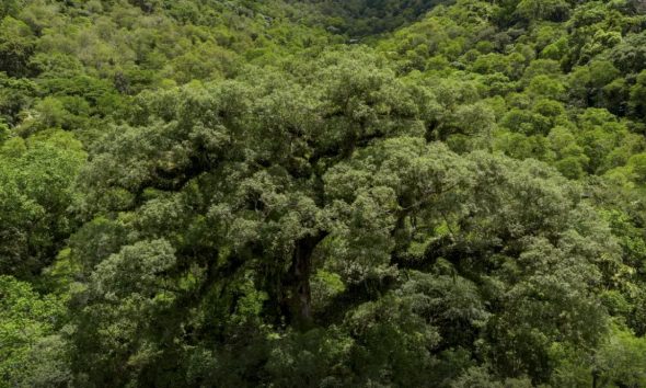 mata-atlantica-perde-24-milhoe