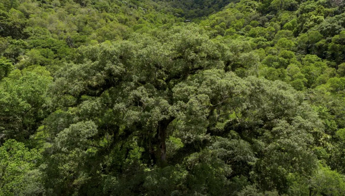 mata-atlantica-perde-24-milhoe