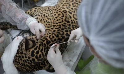 onca-resgatada-nadando-no-rio-