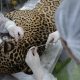 onca-resgatada-nadando-no-rio-