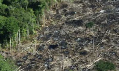 pesquisa-do-greenpeace-indica-