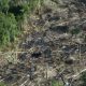 pesquisa-do-greenpeace-indica-