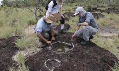 pesquisa-inedita-descobre-pega