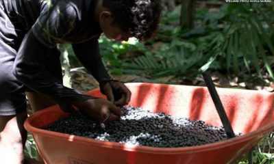 populacoes-da-amazonia-e-mata-