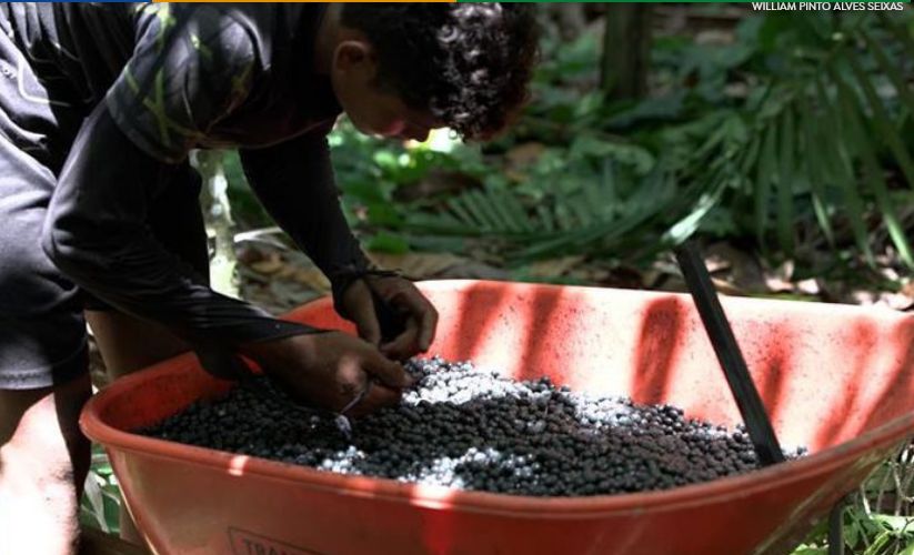 populacoes-da-amazonia-e-mata-