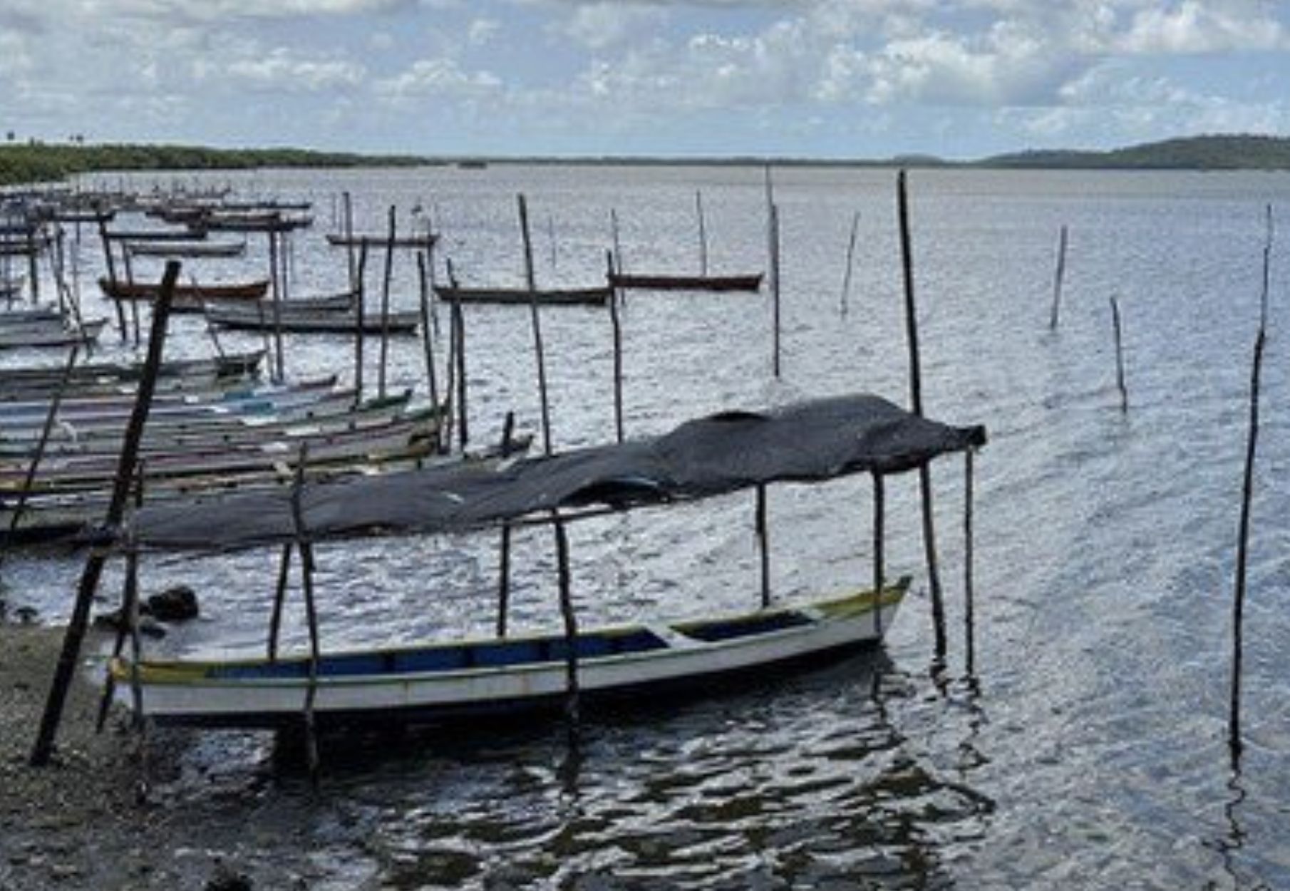 amazonas-tem-qua-licencas-de-p