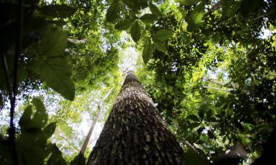 areas-protegidas-sao-quase-met