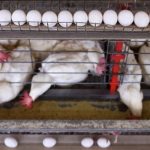 china-suspende-proibicao-de-im