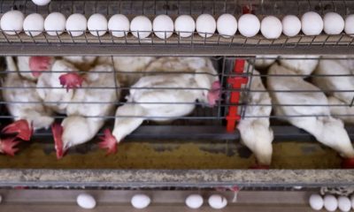 china-suspende-proibicao-de-im