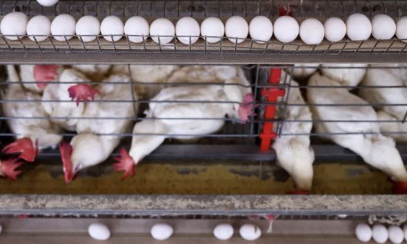 china-suspende-proibicao-de-im