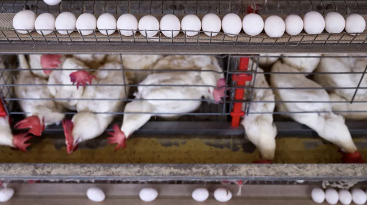 china-suspende-proibicao-de-im