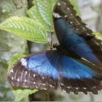 desmatamento-da-amazonia-afeta