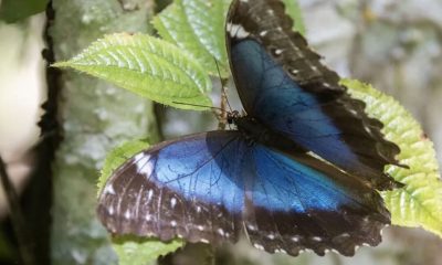 desmatamento-da-amazonia-afeta