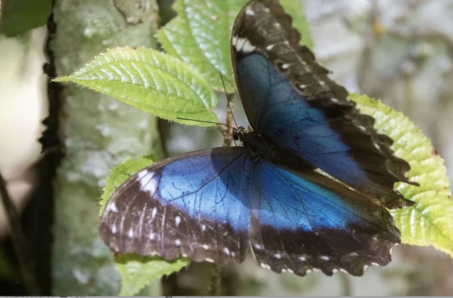 desmatamento-da-amazonia-afeta