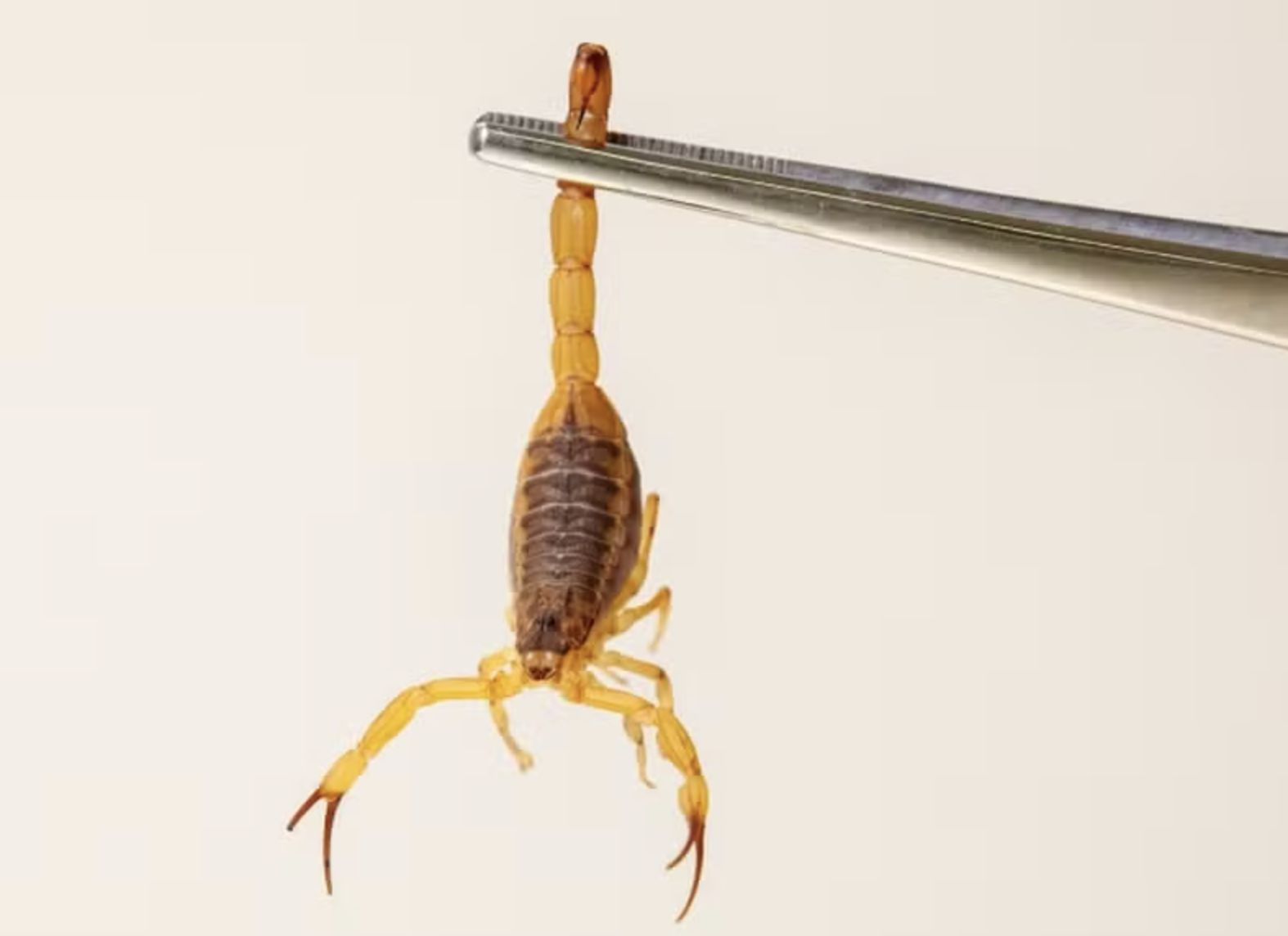 ministerio-alerta-para-aumento