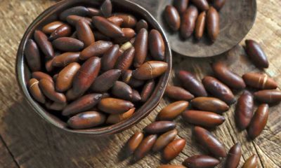 pesquisa-do-inpa-revela-que-mu