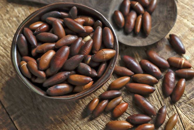 pesquisa-do-inpa-revela-que-mu