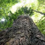 suica-anuncia-durante-a-cop30-