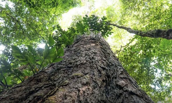 suica-anuncia-durante-a-cop30-