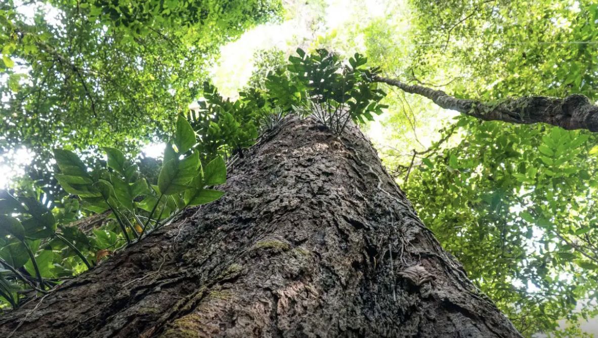 suica-anuncia-durante-a-cop30-